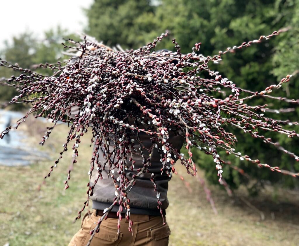 A person carrying a large bundle of pussy willow branches on their shoulders, standing outdoors near evergreen trees.