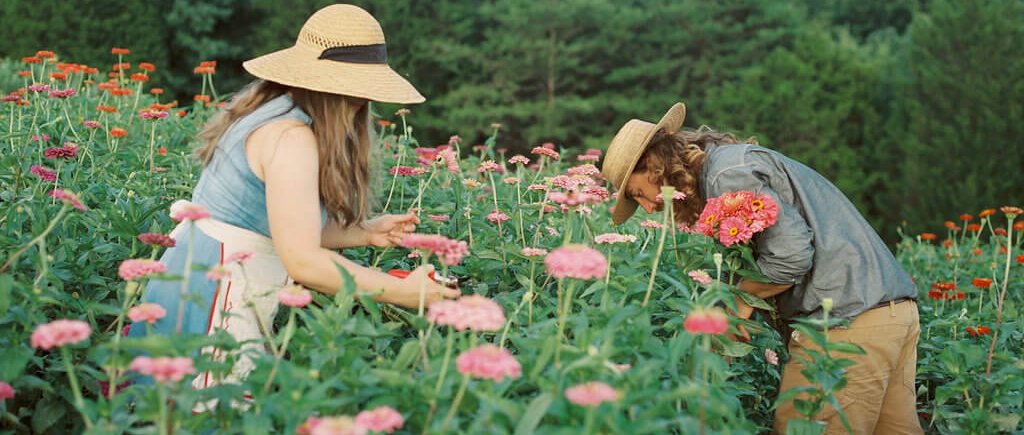 Two people wearing straw hats are picking pink flowers in a lush garden, surrounded by green foliage and blooming flowers, with trees in the background.