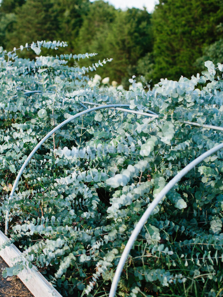 A raised garden bed filled with lush eucalyptus plants, framed by curved white support hoops, with dense green trees in the background on a sunny day.