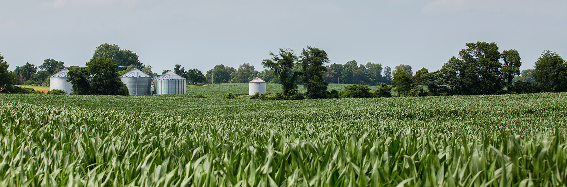 A green cornfield stretches across the foreground, with several silver grain silos and trees scattered in the distance under a partly cloudy sky.