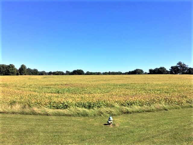 A wide, sunny field with green and yellow crops under a clear blue sky; a small garden gnome sits on the grassy foreground, with trees lining the horizon in the distance.