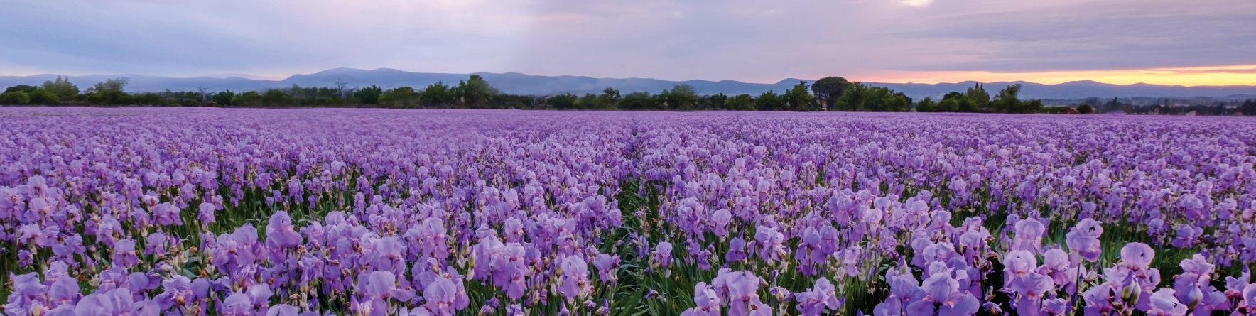 A vast field of blooming purple irises stretches to the horizon under a cloudy sky at sunset, with distant trees and mountains in the background.
