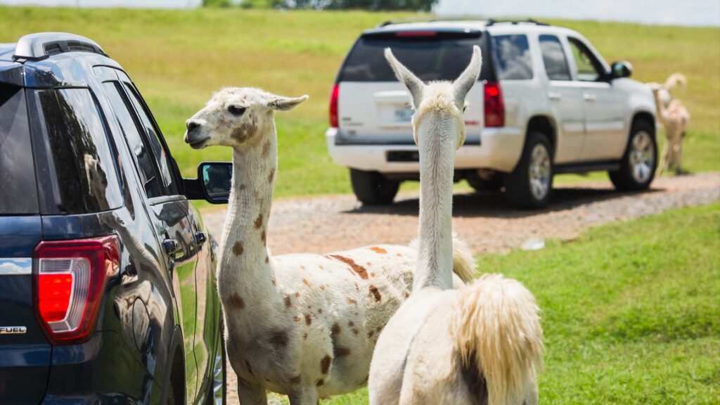 Two llamas stand next to a black SUV, one appearing to look inside the driver’s window, while a white SUV and another llama are further ahead on a grassy road in a wildlife safari park.