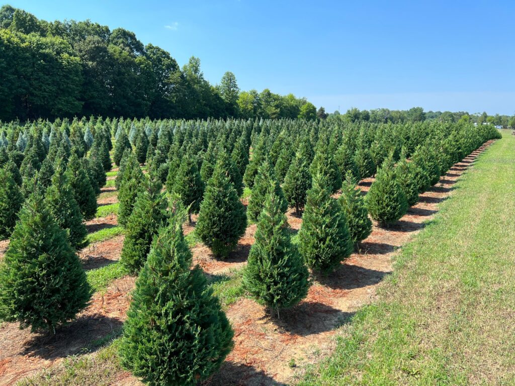 Rows of young evergreen trees grow in a neatly arranged field under a clear blue sky, with a line of taller trees in the background and grass bordering the plantation.