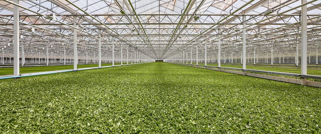 A large, modern greenhouse interior filled with lush green crops growing in neat rows under a glass roof and metal framework, creating a bright and spacious agricultural environment.