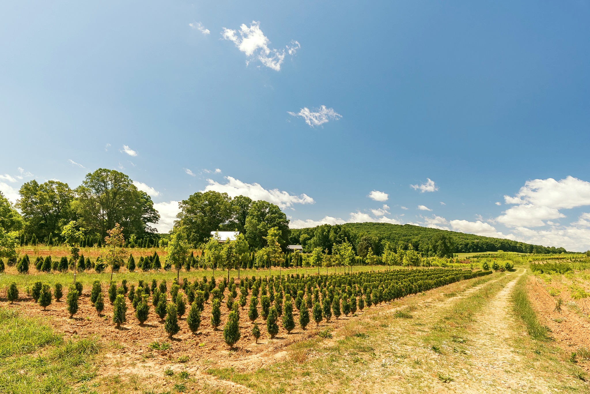 Rows of small evergreen trees grow in a field under a blue sky with scattered clouds. A dirt path runs alongside the field, with hills and larger trees in the background.